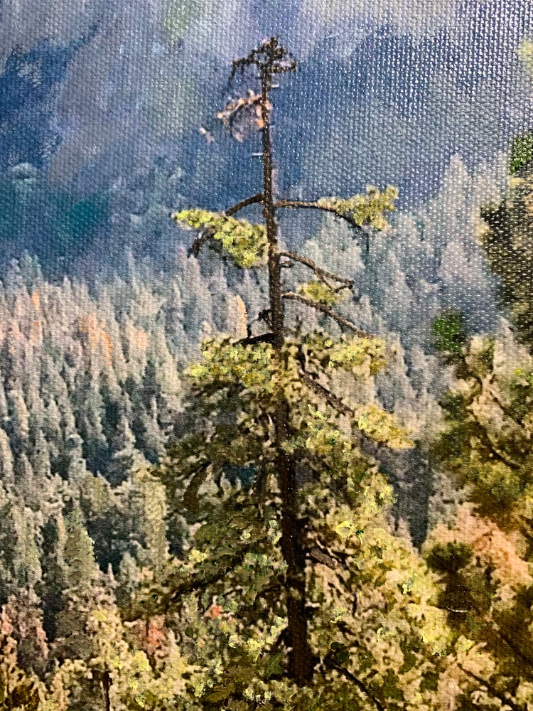 
                  
                    Close up of fine brushwork of tree that has seen better days, slightly bare and natural with evergreens in the distance. 
                  
                